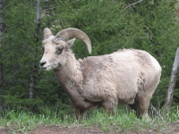 Bighorn sheep